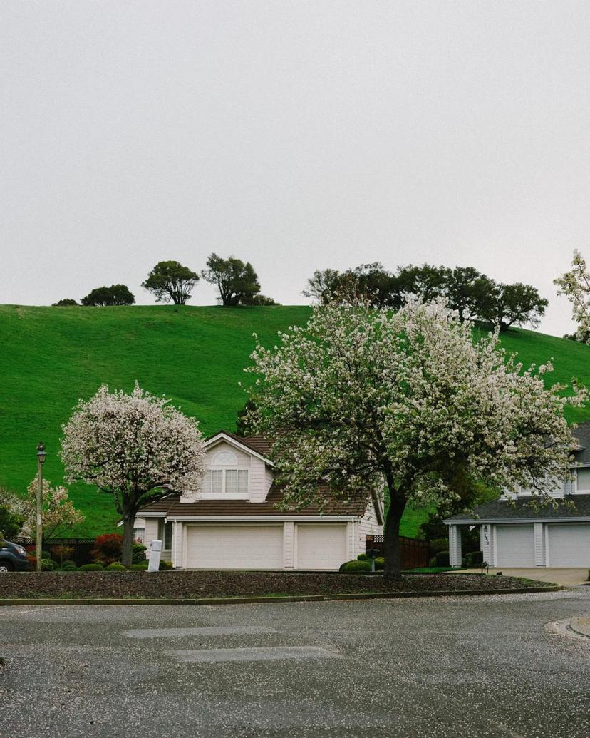 Suburban home: Trees with white flower pedals 