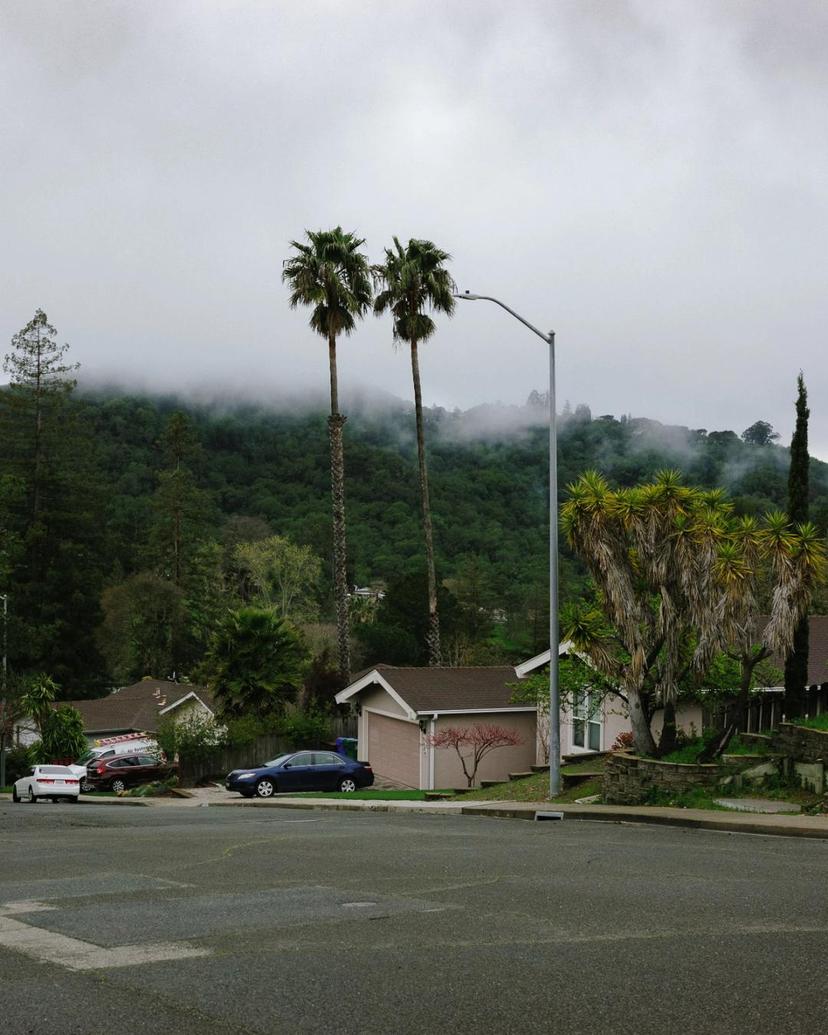 Fog on mountain. 2 palm trees