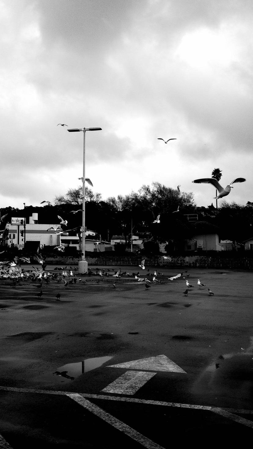 30 seagulls fly in parking lot