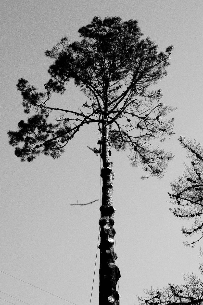 Tree branch falls as lumberjack cuts 100ft tree